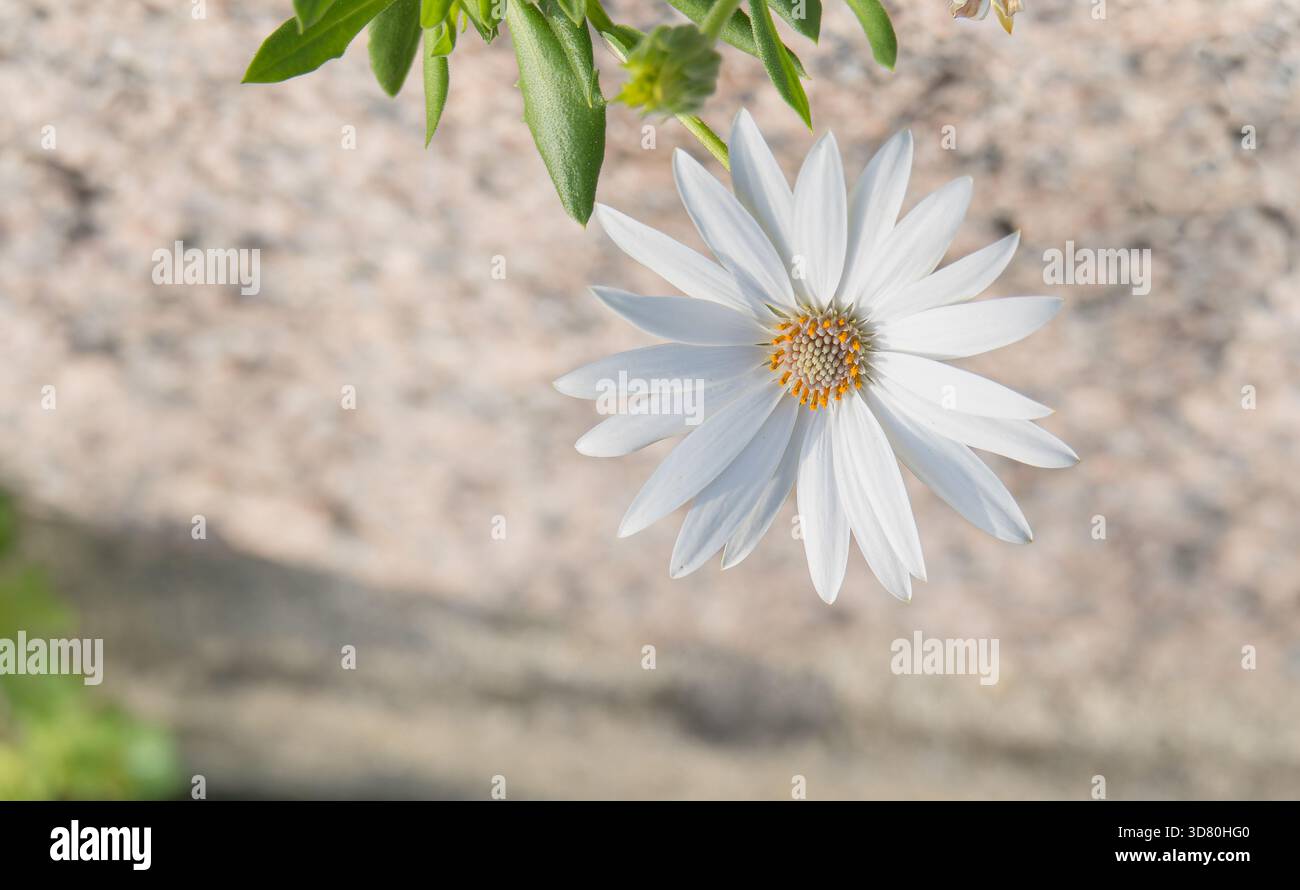 Macro shot of a white African Daisy Osteospermum with a vibrant yellow-orange center growing on a rough blurred granite stone background Stock Photo
