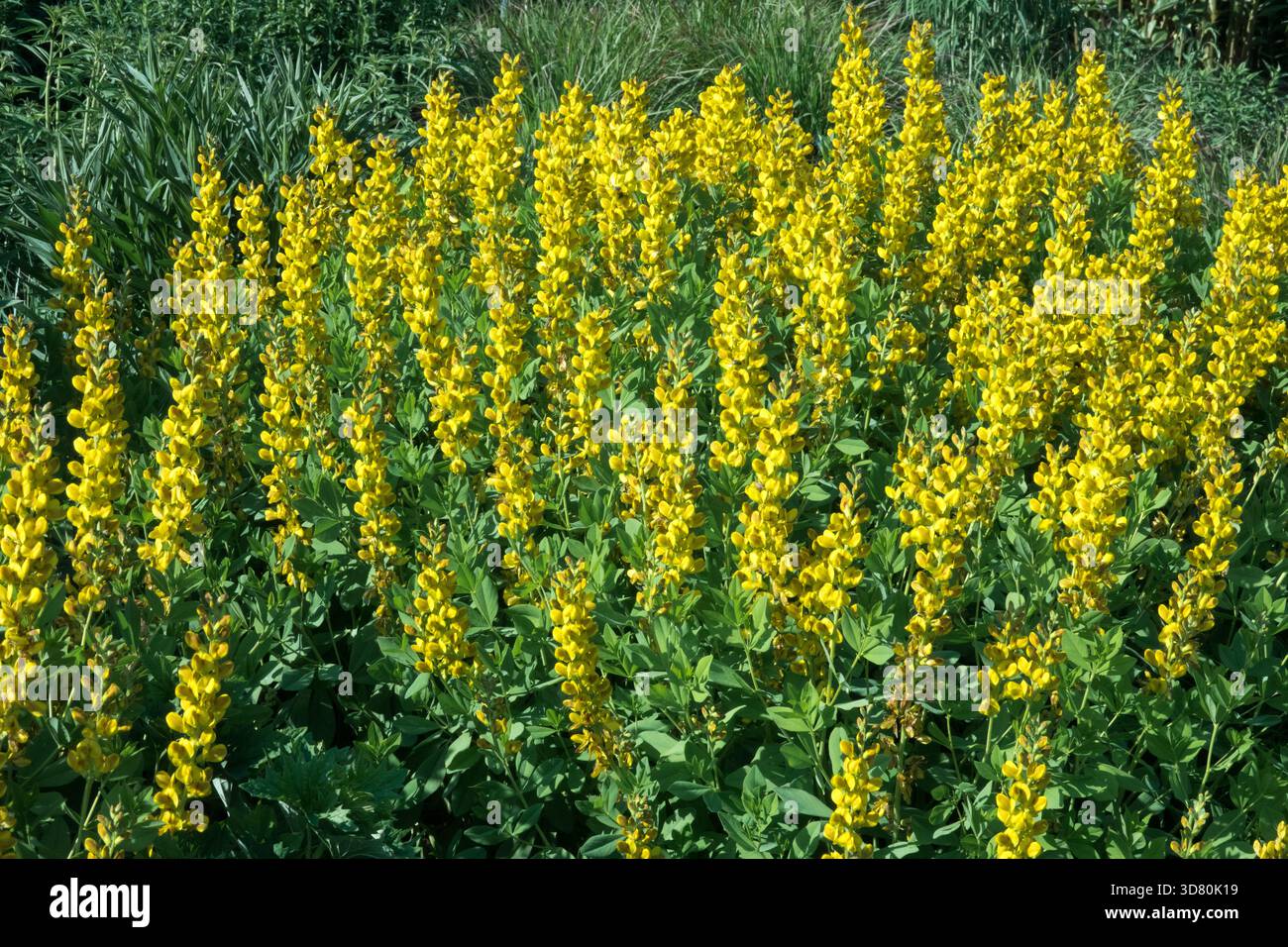 Indigo Clusters Spike like inflorescences hi-res stock photography and images - Alamy