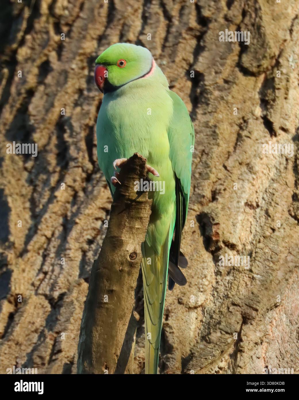 Ring-necked parakeet perched on a tree branch Stock Photo