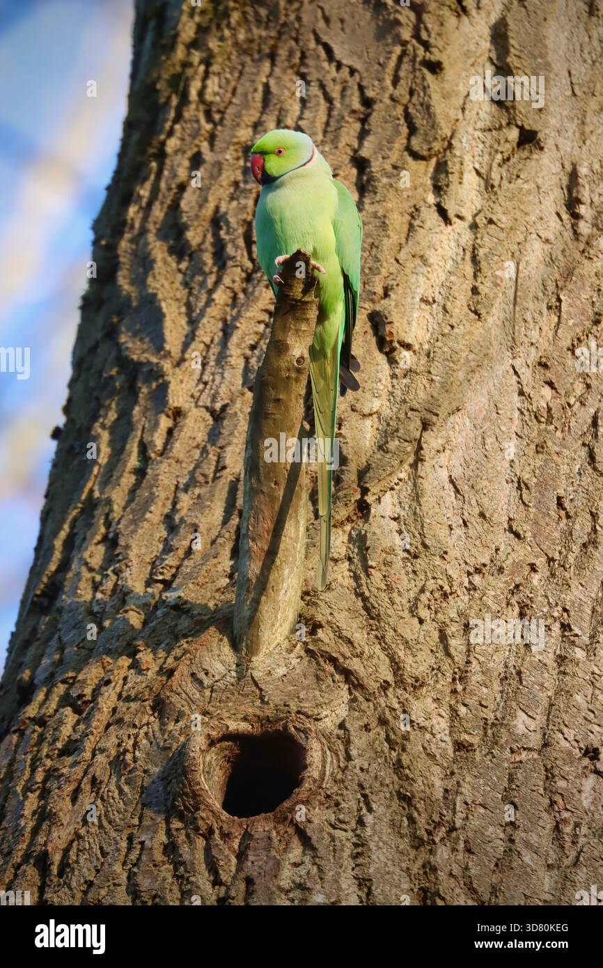 Ring-necked parakeet perched on a tree branch above nest hole Stock Photo