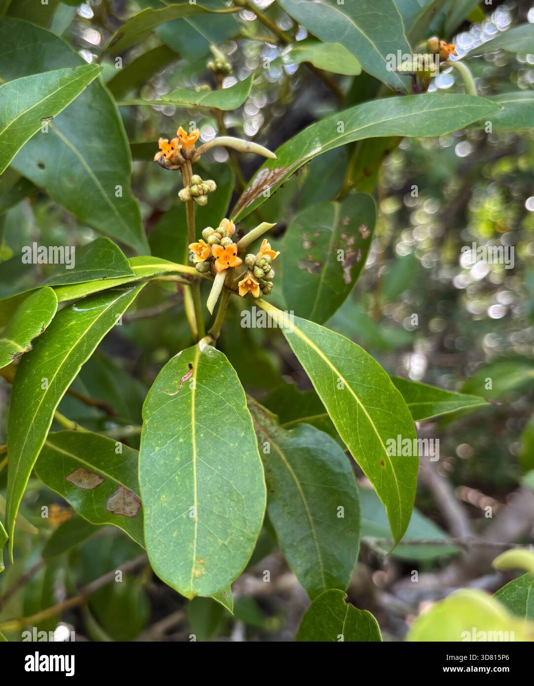 Flowering white mangrove (Avicennia marina), Cairns, Queensland, Australia - Smartphone Captured Stock Image