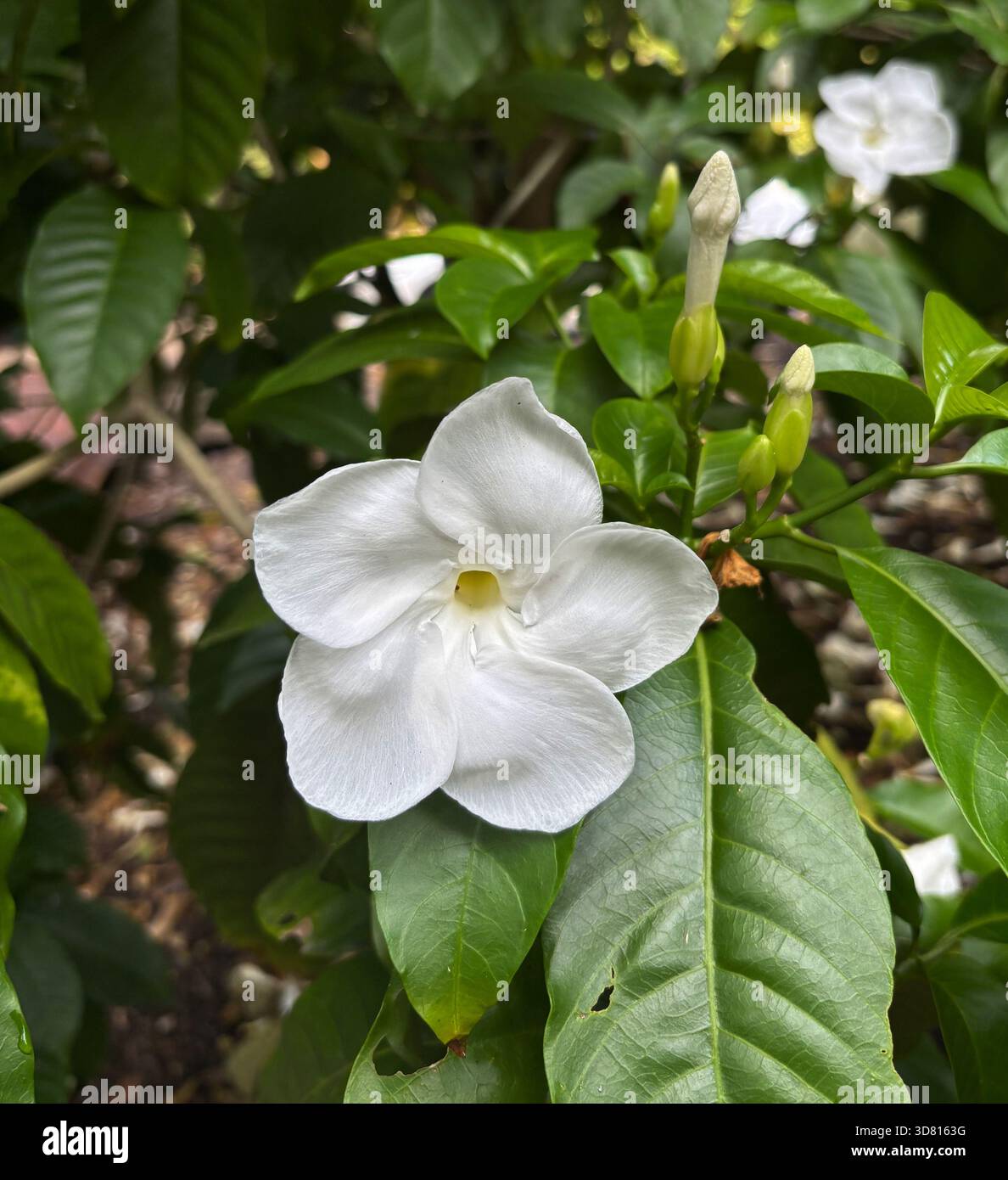 Flowering Milky Way Tree or lechoso (Stemmadenia litoralis cf Tabernaemontana litoralis), a fragrant tall bush native to Central America - Smartphone Captured Stock Image