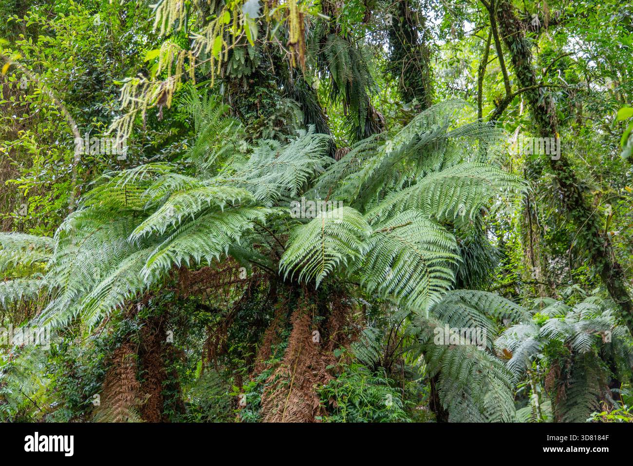 Giant tree fern hi-res stock photography and images - Alamy