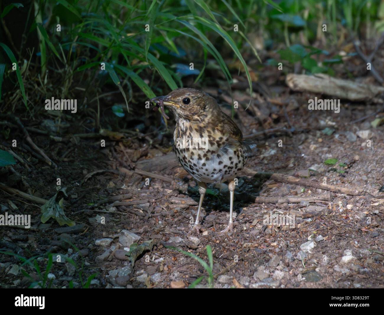 Songbird standing in ray of Light on the Forest Ground with worm in mouth Stock Photo