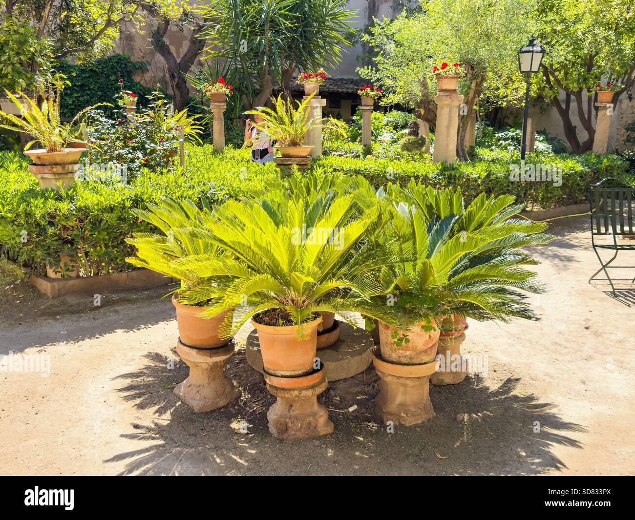 Lush green plants in terracotta pots in a an ornamental garden in Palma ...