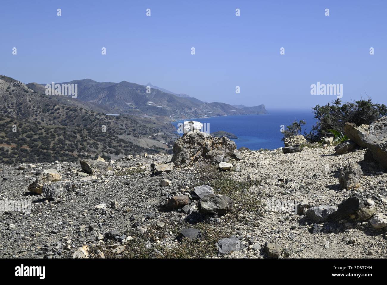 Mountain goat anatomy hi-res stock photography and images - Alamy