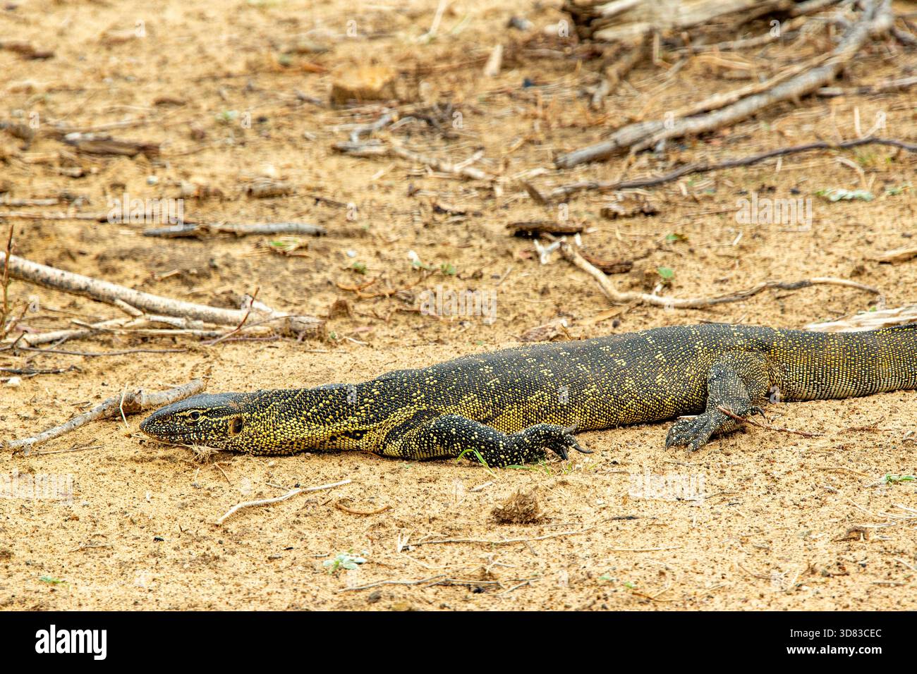 A monitor lizard basking on the sand Stock Photo - Alamy
