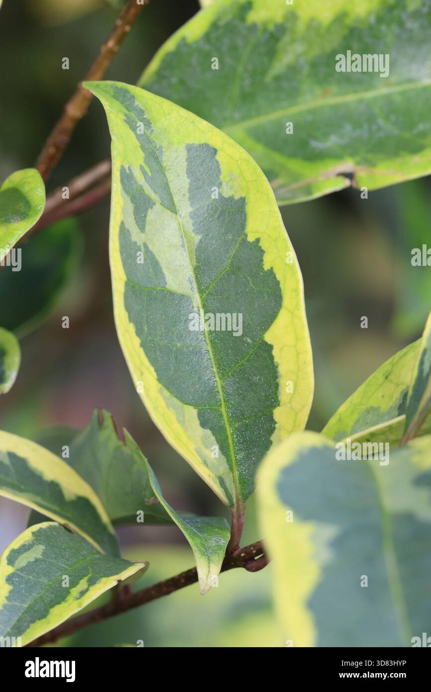Ligustrum lucidum excelsum superbum hi-res stock photography and images -  Alamy