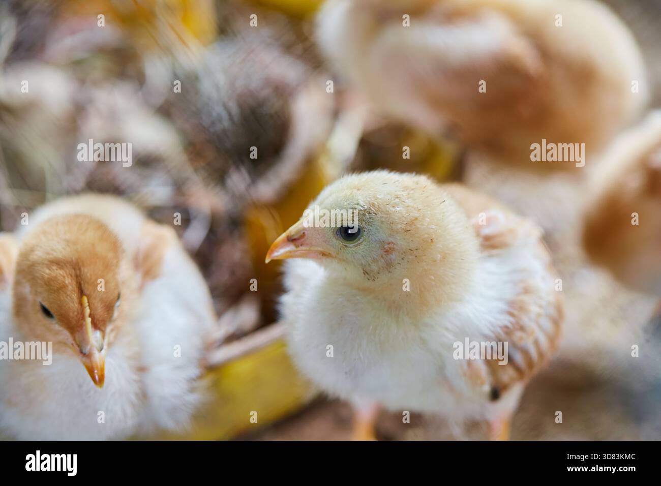 Cute baby chicks in farm Stock Photo