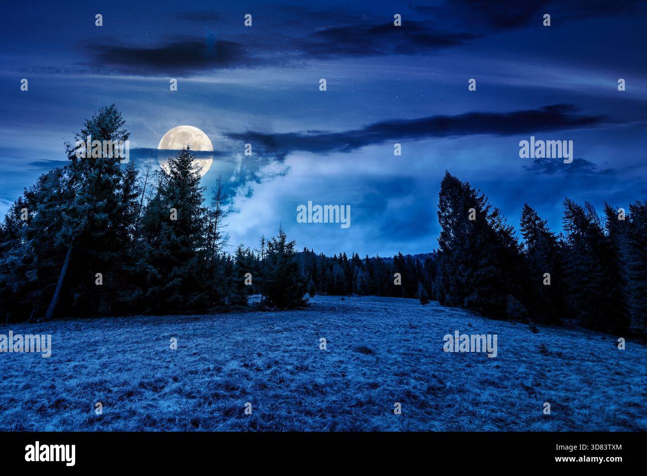 wonderful countryside landscape in springtime at night. row of spruce trees on a hill in full moon light. meadow with weathered grass. cloudy sky. bac Stock Photo