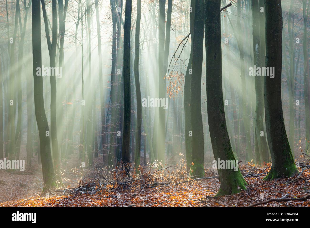 Autumn morning in Tricity Landscape Park, Gdynia, Poland. Stock Photo
