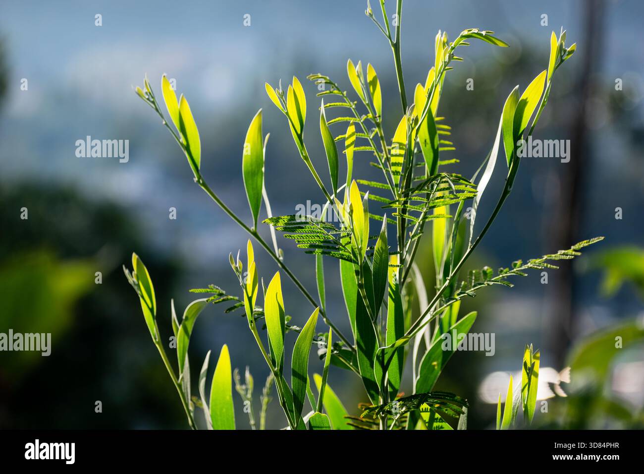 Bright green leaves reflecting sunlight as they sprout on grapevine plants  lined up in rows and entwined around wires in a winery vineyard Stock Photo  - Alamy