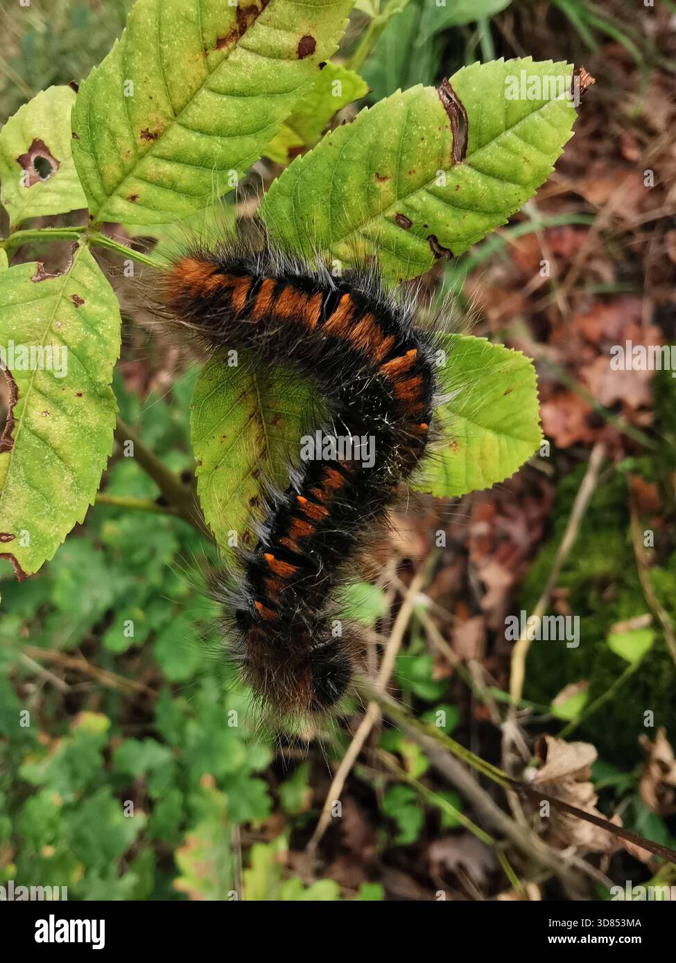 Fluffy moth caterpillar crawls on bright green leaves in the daytime - Smartphone Captured Stock Image