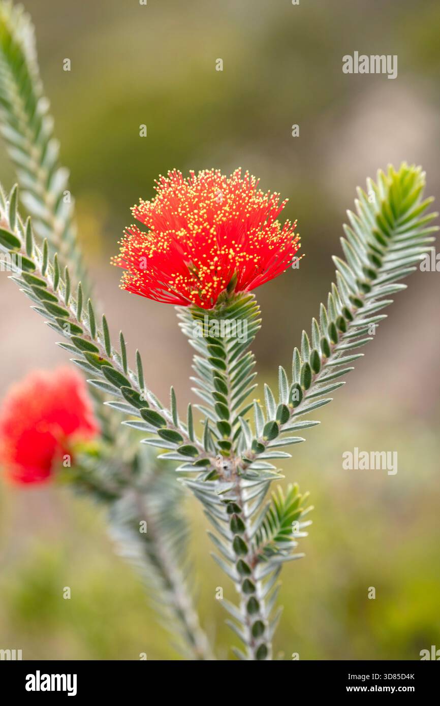 Vibrant red Barrens Regelia in Fitzgerald River National Park,Australia.  Natural close up flowering plant portrait in spring sunshine. Compelling,  fit Stock Photo - Alamy