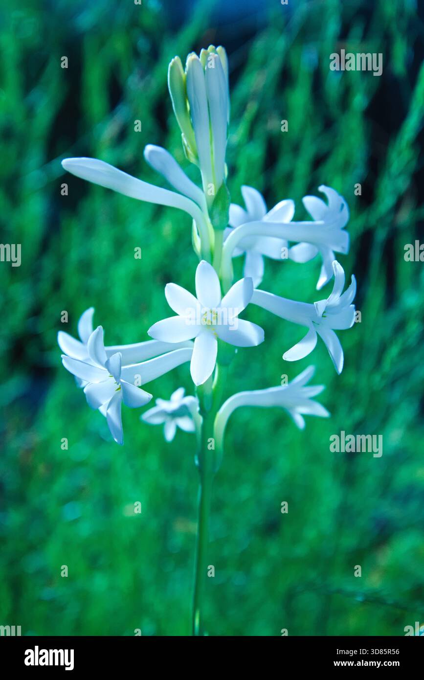 Slender curving stems hi-res stock photography and images - Alamy