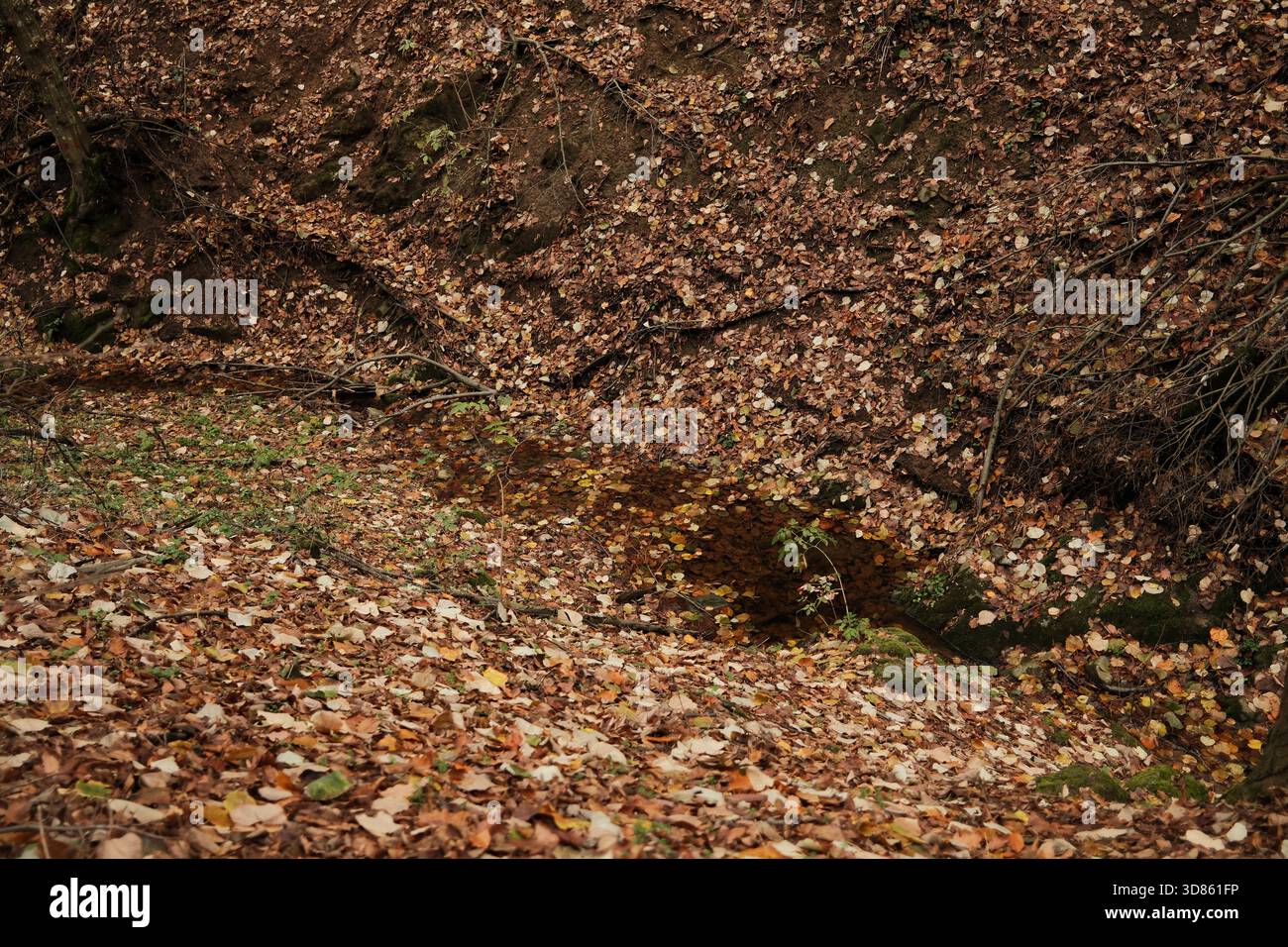 A quiet small river ravine in Fruska Gora covered with dense layers of ...
