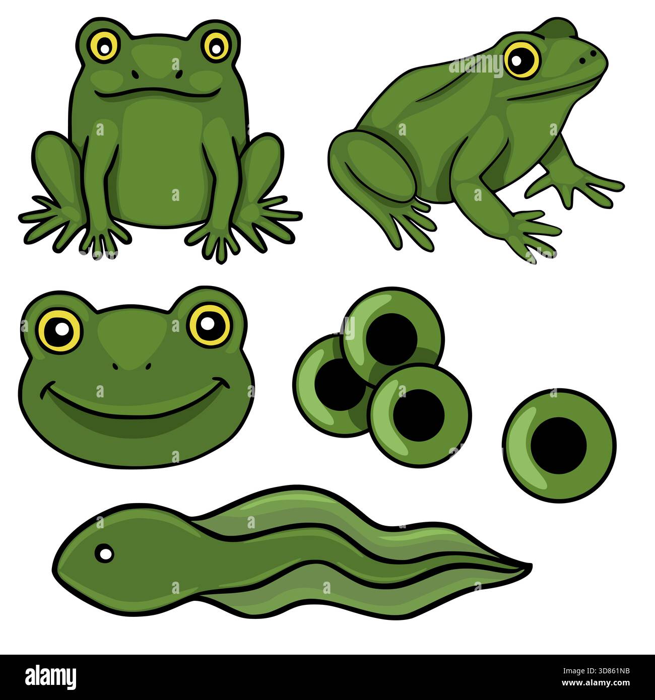 A charming vector collection showcasing various stages of frog life ...