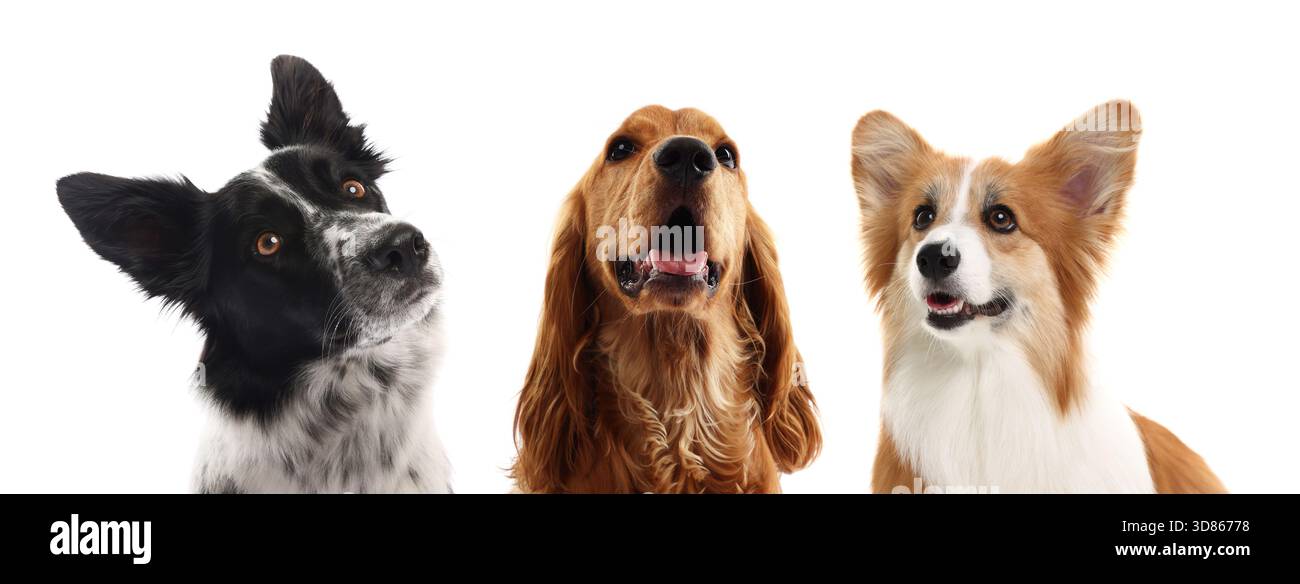 Cute dogs looking at something on white background Stock Photo