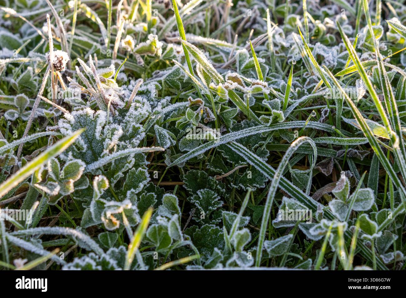 Frost covered greenery in Connonagh, West Cork, Ireland. Stock Photo