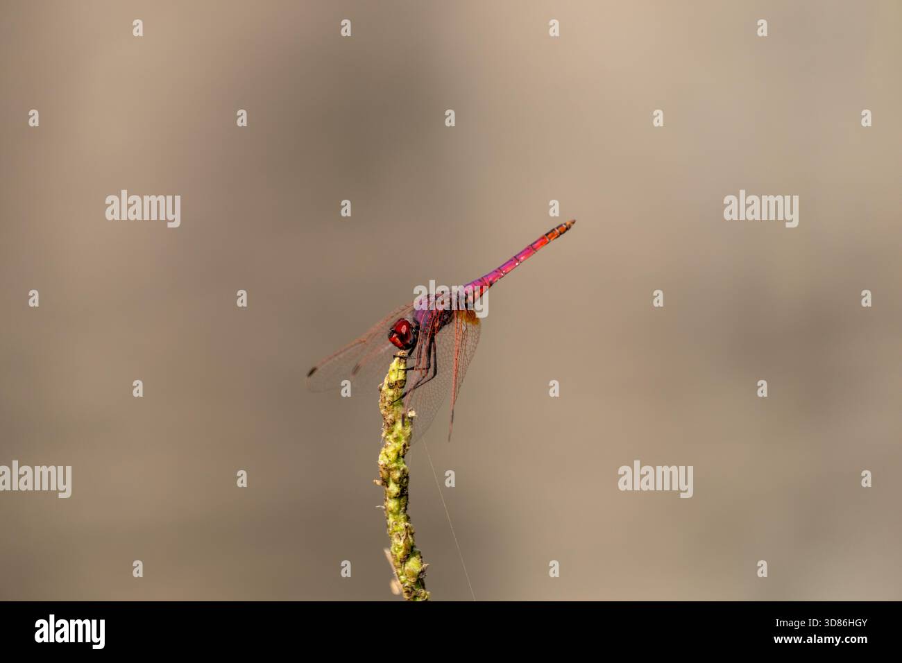 Violet Dropwing (Trithemis annulata) on perch with soft background, Cairo, Egypt Stock Photo