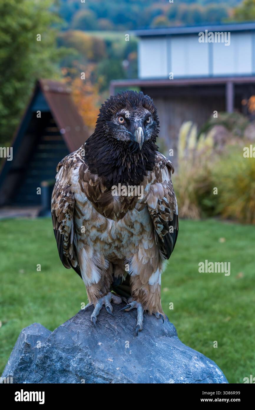 Unwavering stare hi-res stock photography and images - Alamy