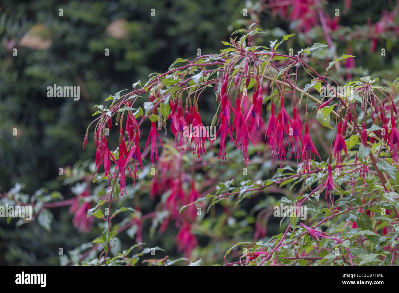 Fuchsia plant winter hi-res stock photography and images - Alamy