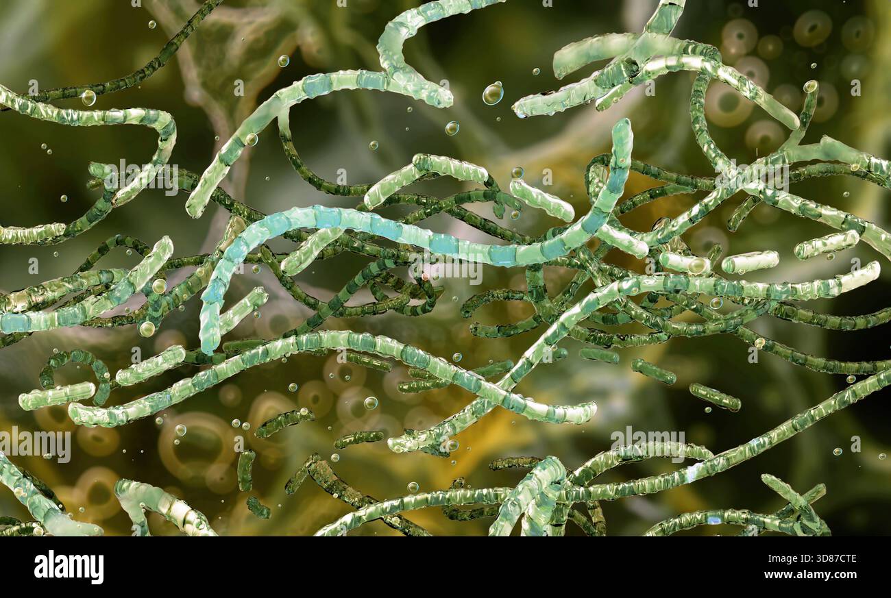 Bacteria endospore hi-res stock photography and images - Alamy