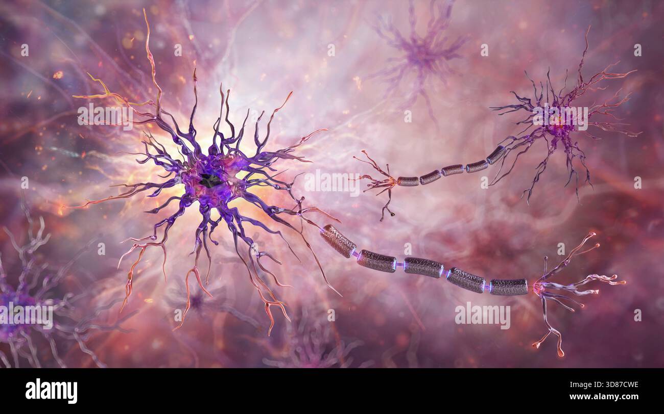 Illustration of human neurons, or nerve cells, showing the cell body ...