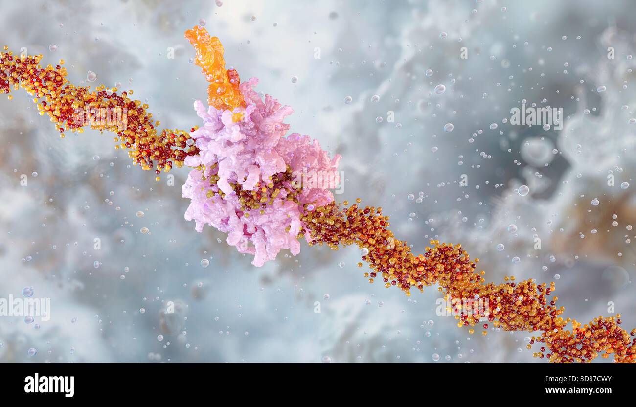 Illustration of the translation process showing a ribosome synthesising ...
