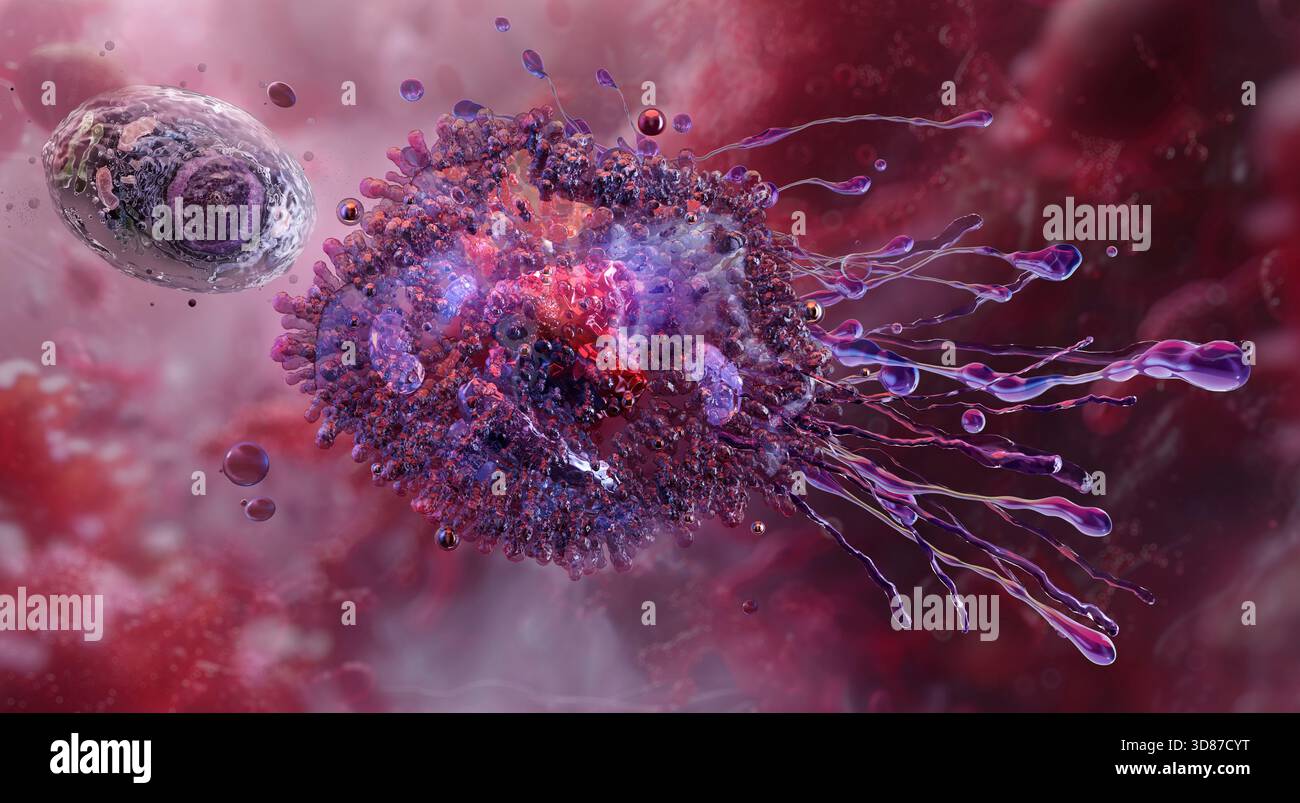 Illustration of a macrophage engulfing bacteria during phagocytosis ...