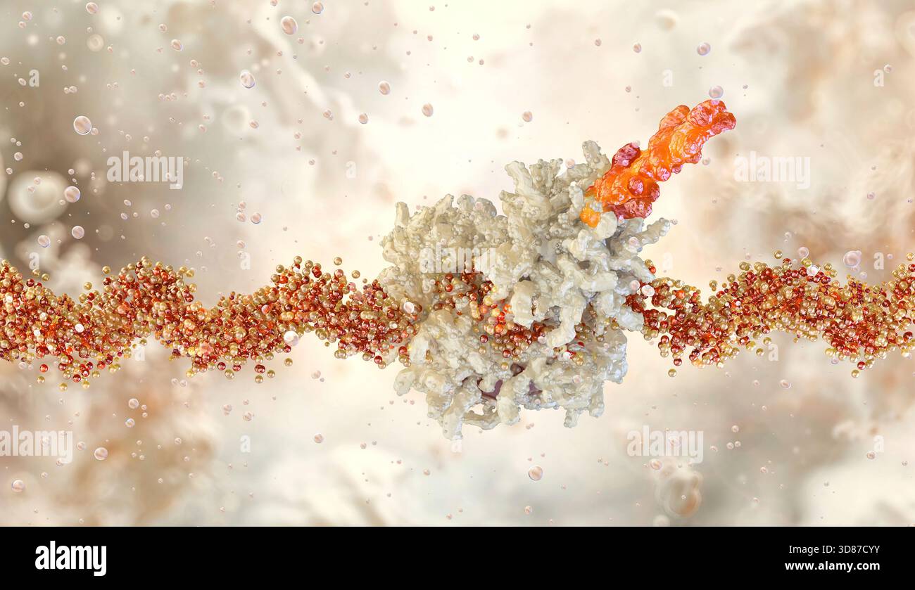 Ribosome mrna translation process hi-res stock photography and images ...