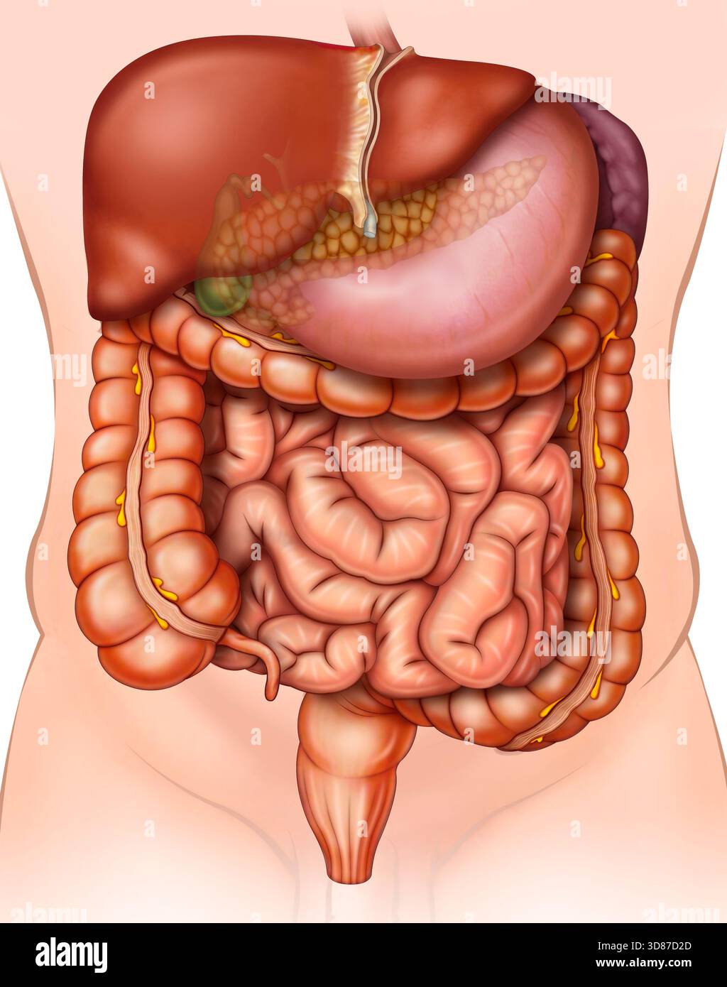 Illustration of the digestive system. This a group of organs ...