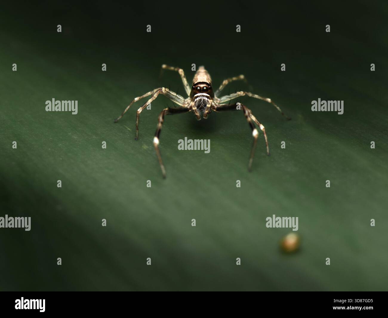 Bronze aussie jumper hi-res stock photography and images - Alamy
