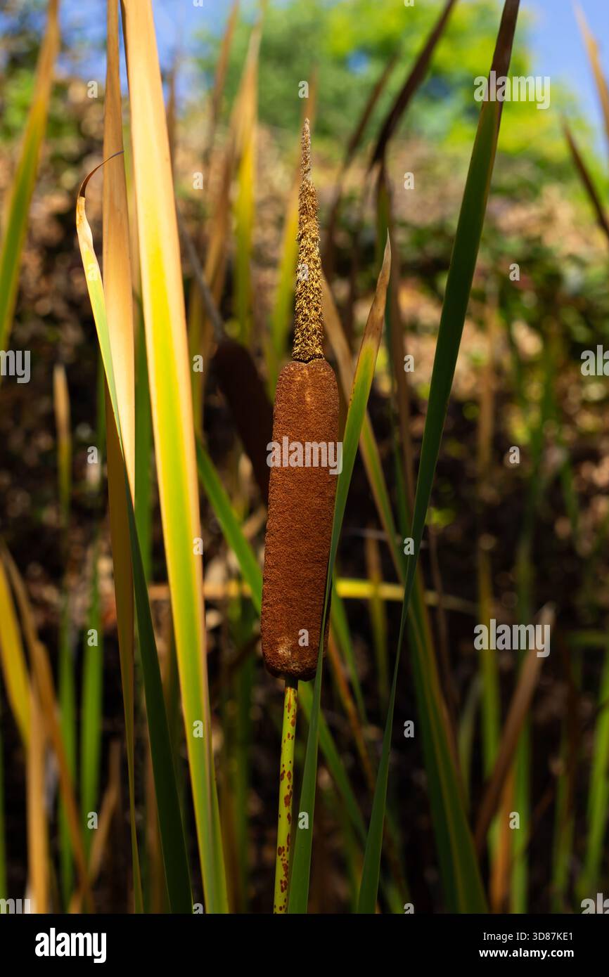 Flower Reeds Bloomnet Tall green reeds support a brown cylindrical flower spike of a cattail ...