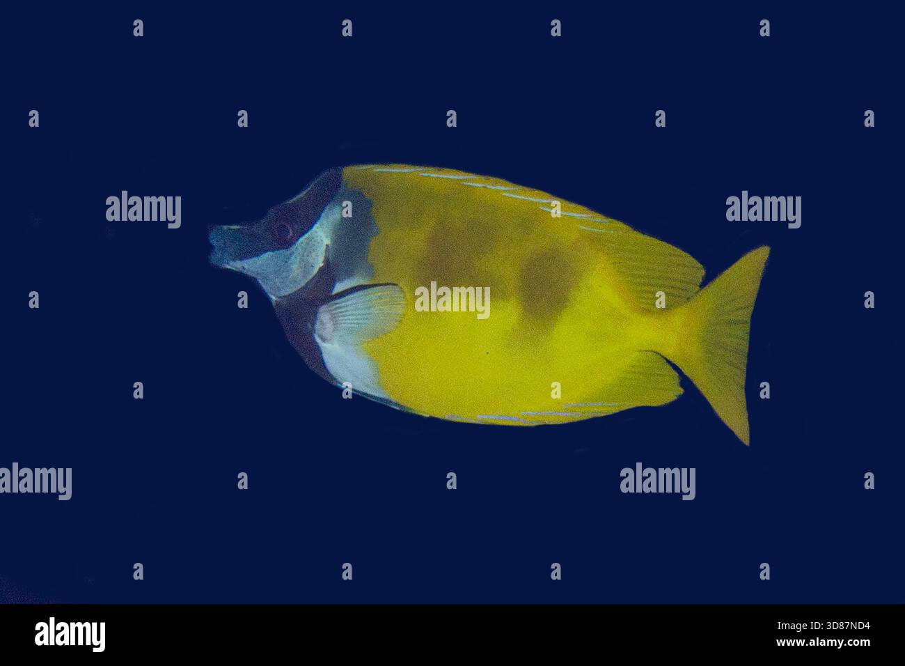 Foxface Rabbitfish, Siganus vulpinus, Bangka Island, Sulawesi ...