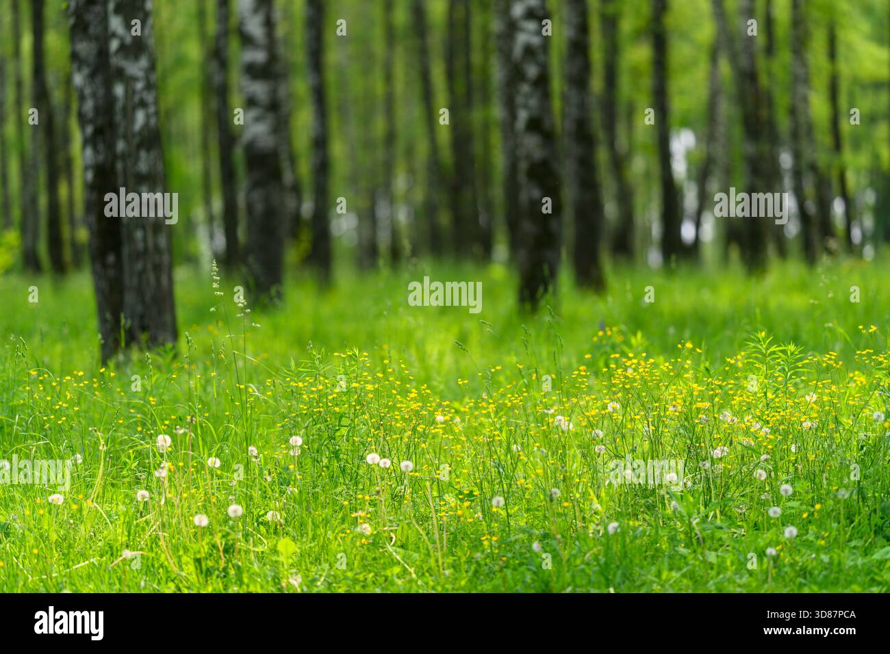 Serene forest meadow wildflowers hi-res stock photography and images ...