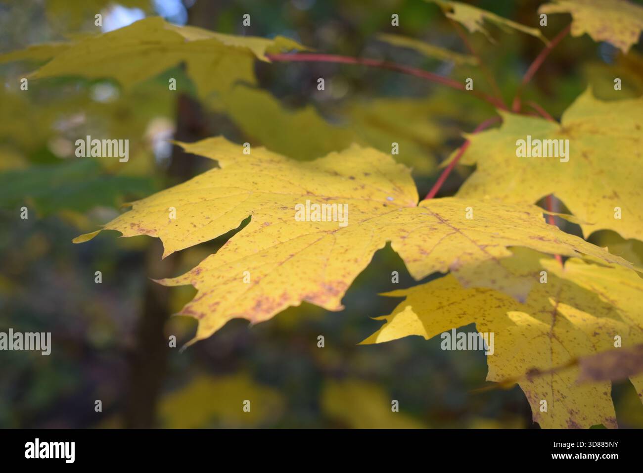 maple tree in autumn Stock Photo