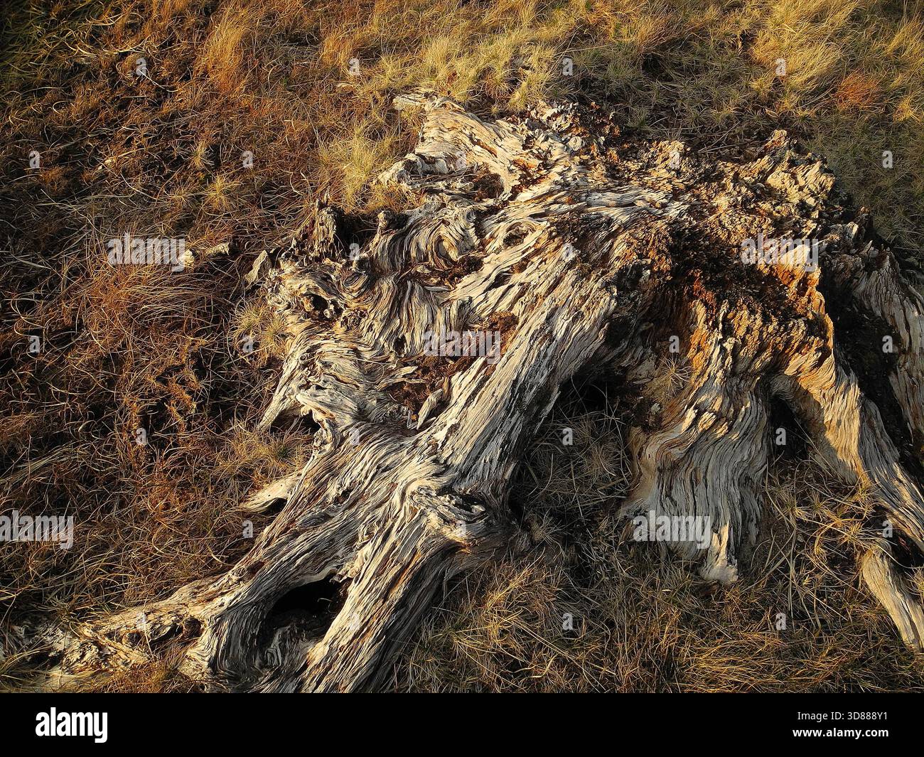 Complex Decay Tree Example A rotting, decomposing tree stump. The wood surface shows cracks, moss ...