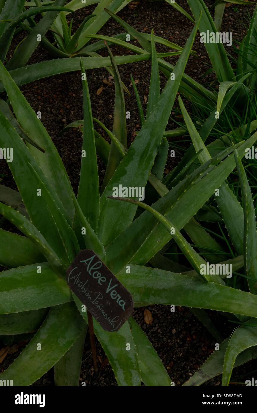 aspidistra elatior kaufen Aspidistra elatior (Cast Iron Plant)