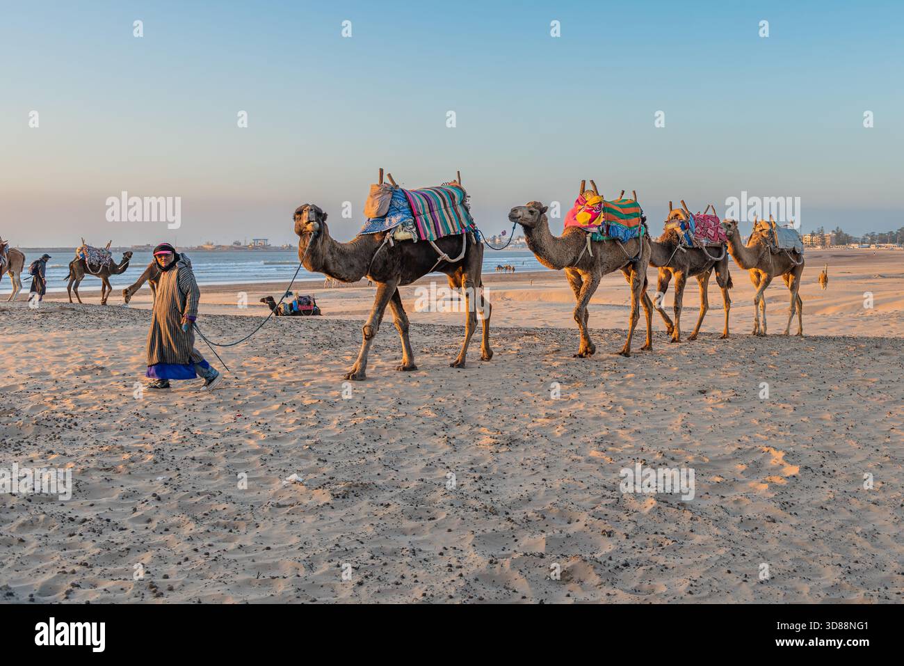 Camel handler hi-res stock photography and images - Alamy