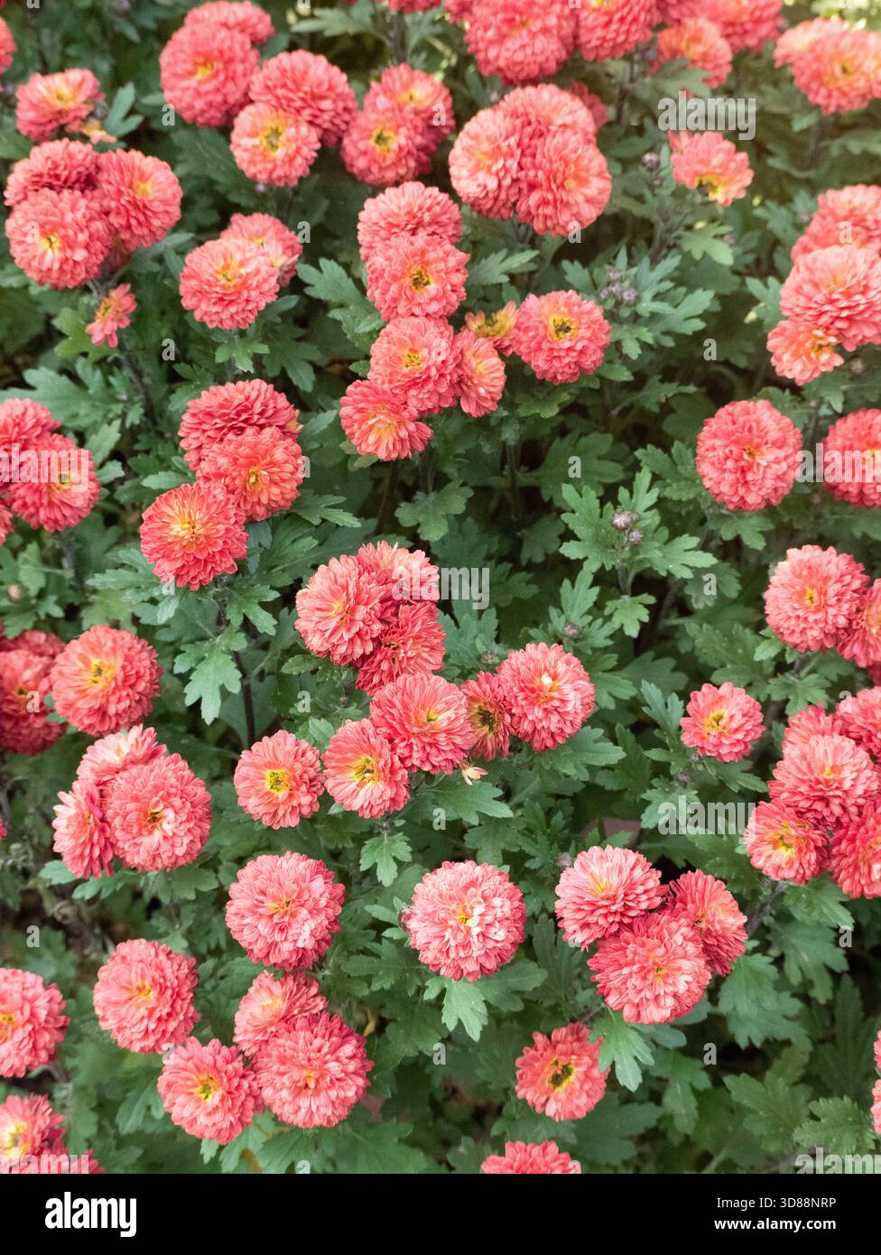 Chrysanthemum show off hi-res stock photography and images - Alamy