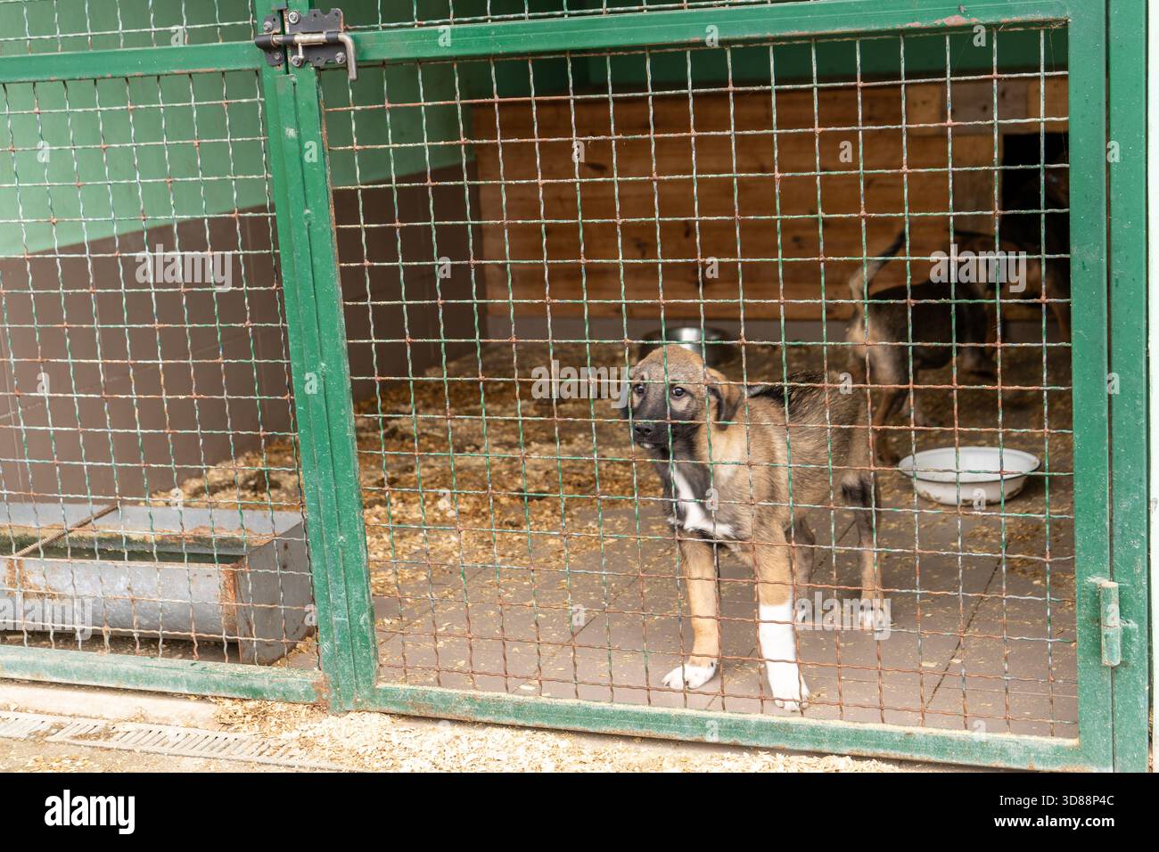 Dog puppy in an animal enclosure. A dog behind bars is waiting for a ...