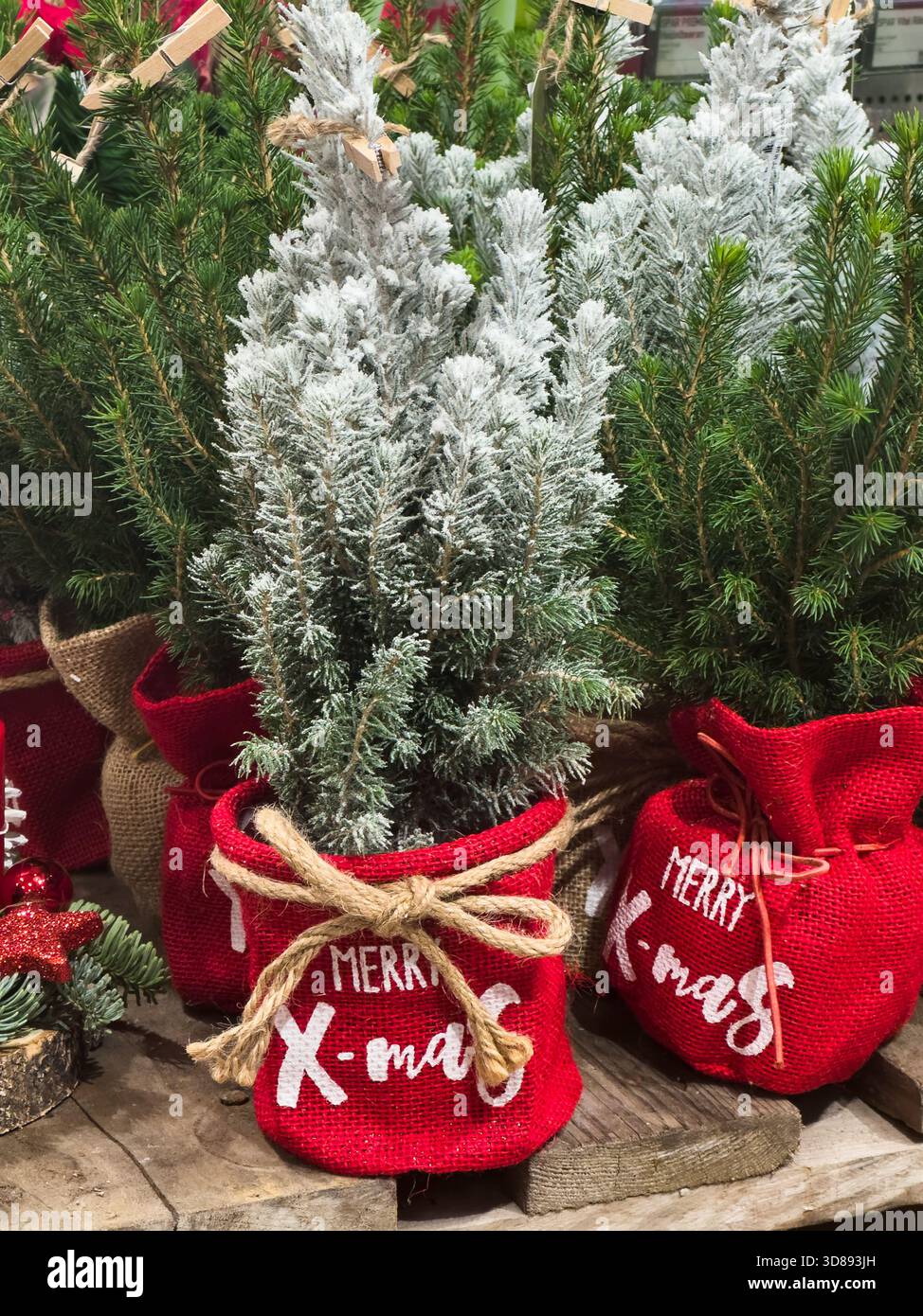 Winter plant pot hi-res stock photography and images - Alamy