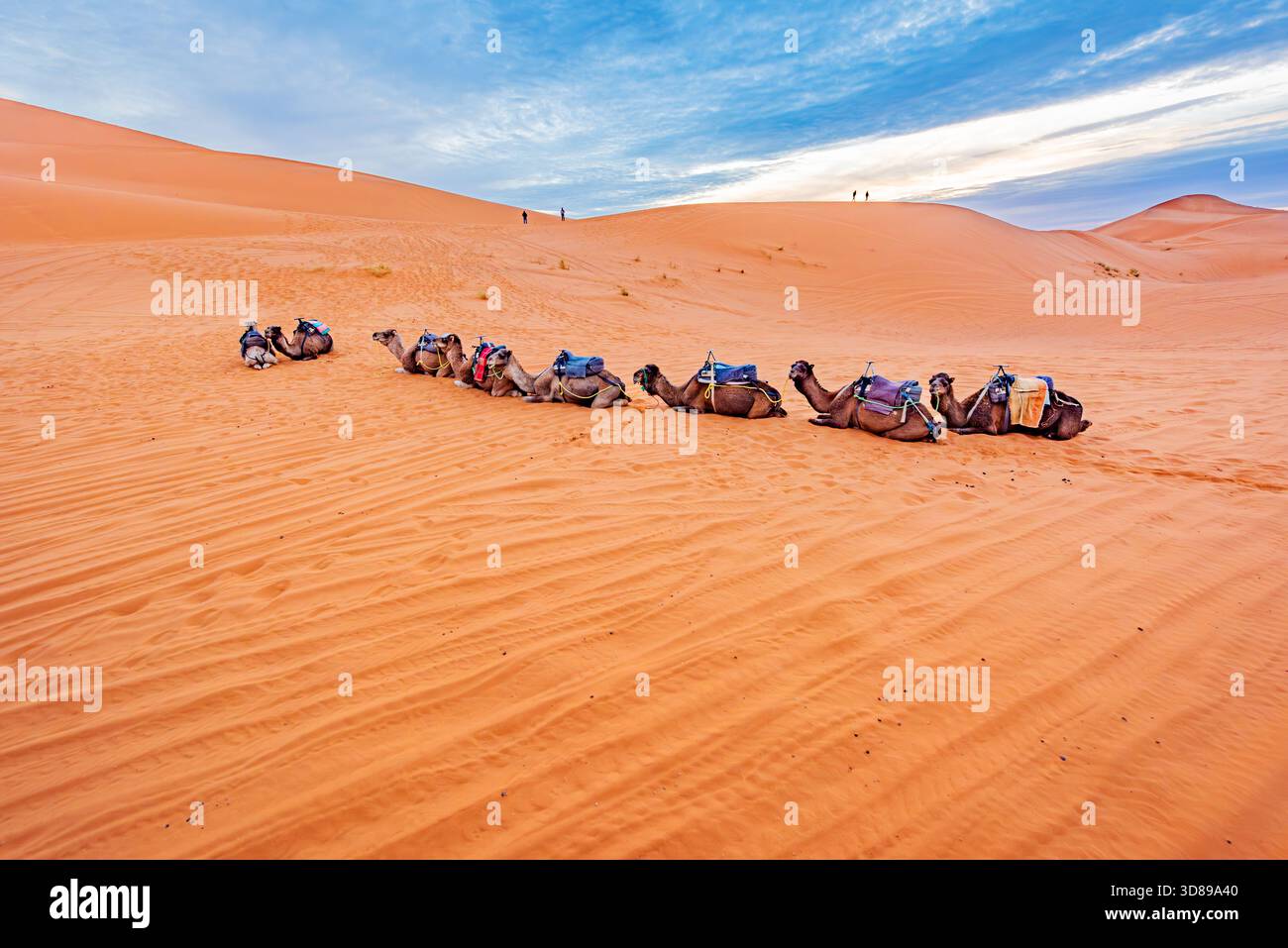 Camels resting in the Sahara Desert, Morocco Stock Photo - Alamy