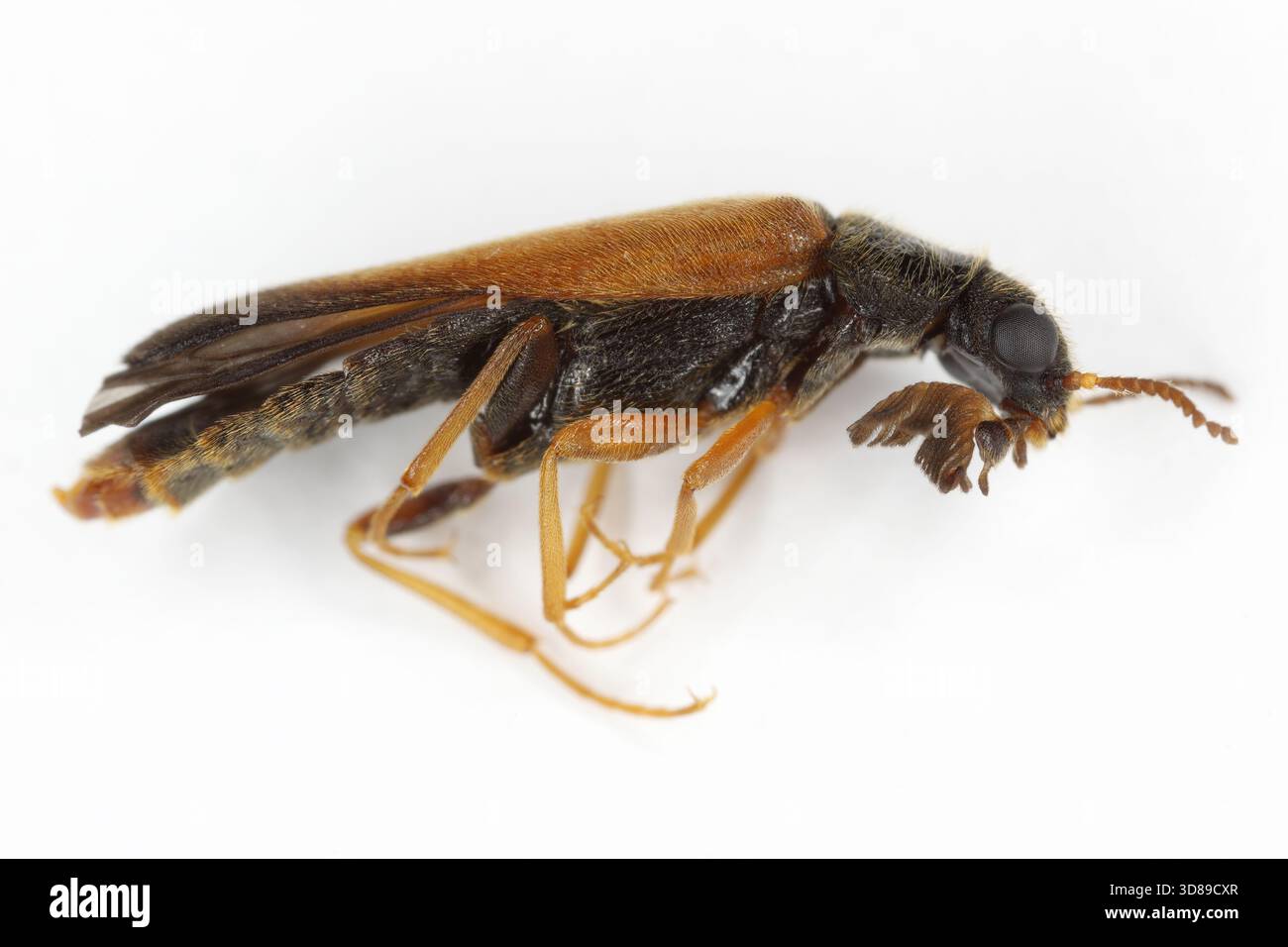Ship-timber beetle, Elateroides, Hylecoetus dermestoides in family ...