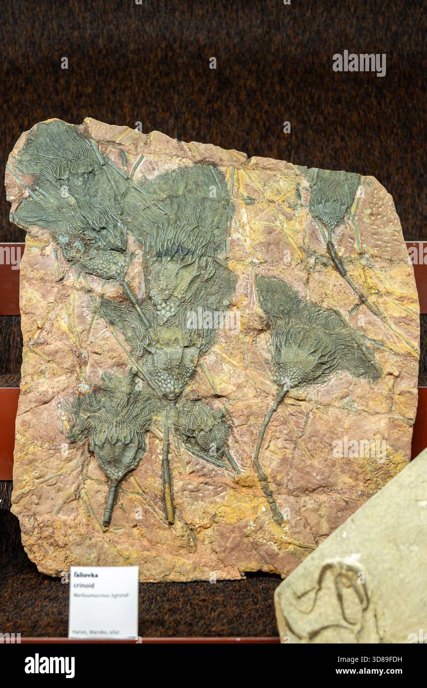 Crinoid (Marhoumacrinus legrandi) from Haroun, Morocco. Slovak National Museum, Bratislava, Slovakia. - Stock Image