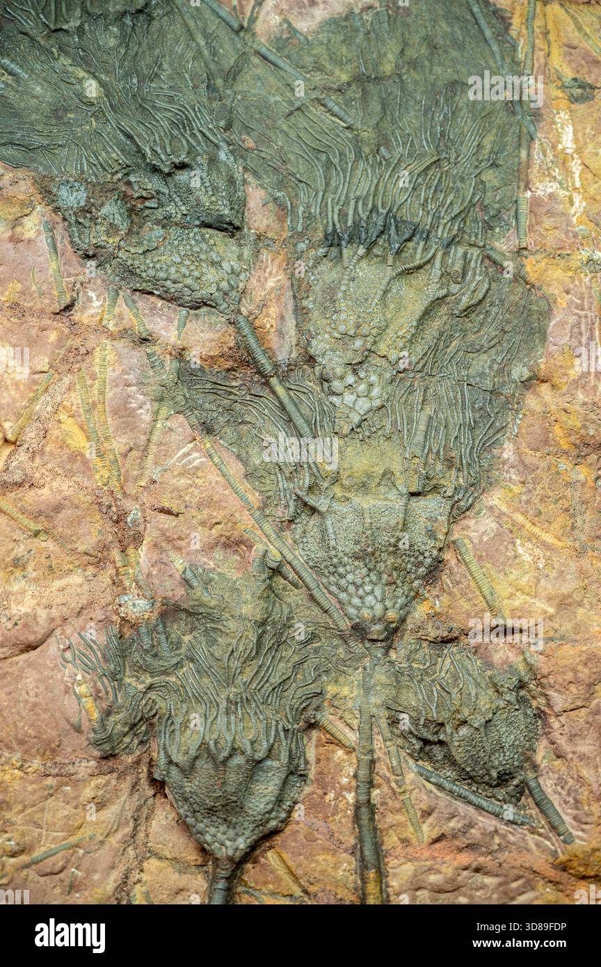 Crinoid (Marhoumacrinus legrandi) from Haroun, Morocco. Slovak National Museum, Bratislava, Slovakia. - Stock Image