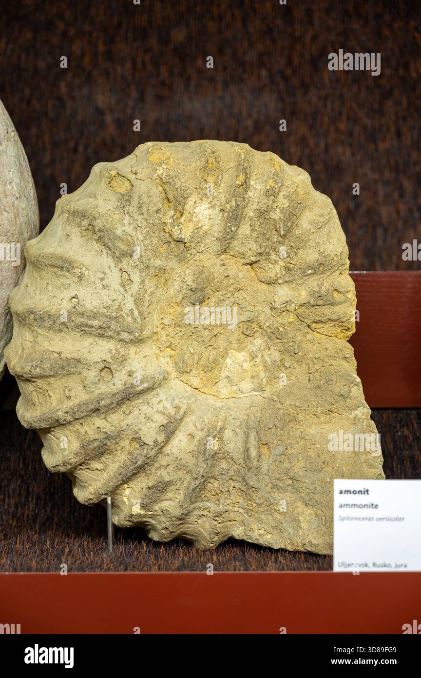 Ammonite (Speetoniceras versicolor) from Ulyanovsk (Simbirsk), Russia. - Stock Image