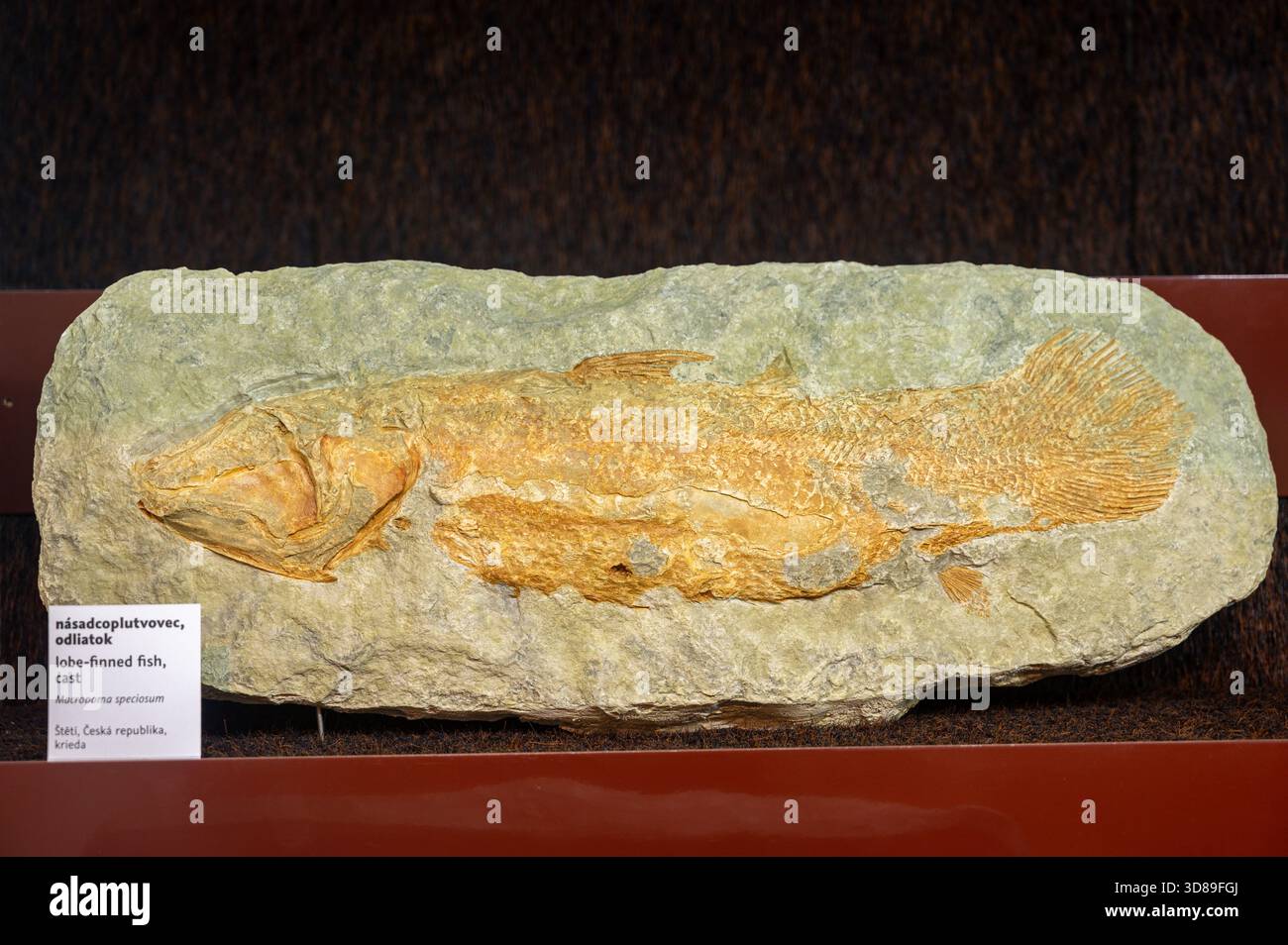 Lobe-finned fish, cast (Macropoma speciosum). Fossil found in Štětí, Czech Republic. - Stock Image