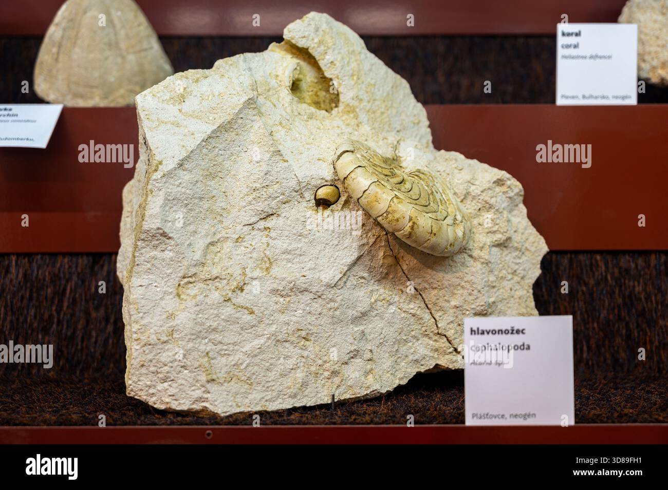 Cephalopod – Aturia sp. (fossil). - Stock Image